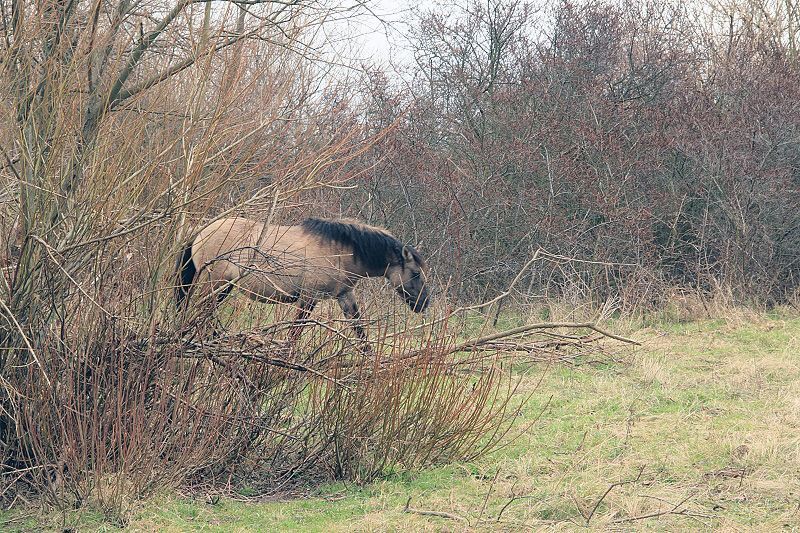 Konik op de Landtong Rozenburg (foto: Roeland Vermeulen)