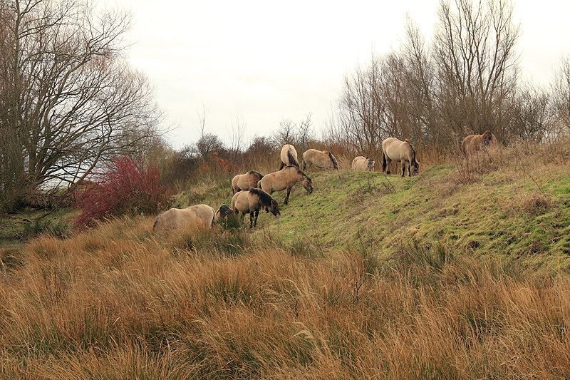 Koniks op de Landtong Rozenburg. Ook de winter 2011-2012 was erg mild. Nu in januari vinden de dieren nog veel voedsel in de vorm van overstaande gewassen (foto: Roeland Vermeulen)
