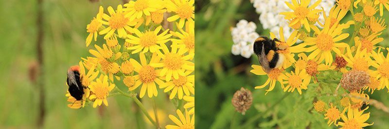 Tal van insecten, zoals deze hommels, profiteren massaal van het aanwezige nectar (foto: Roeland Vermeulen)