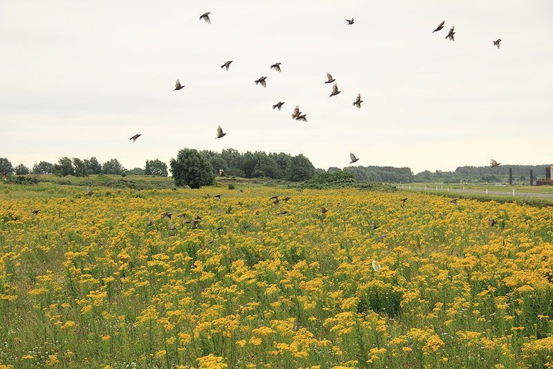 Spreeuwen op zoek naar voedsel op de Landtong Rozenburg (foto: Roeland Vermeulen FREE Nature)