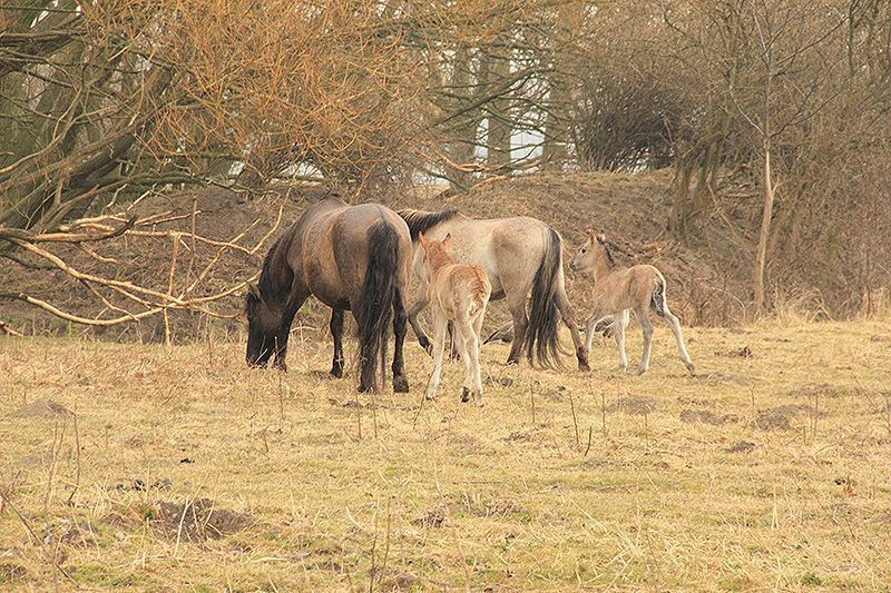 Koniks kunnen langer van korter gras grazen dan runderen (foto: Roeland Vermeulen)