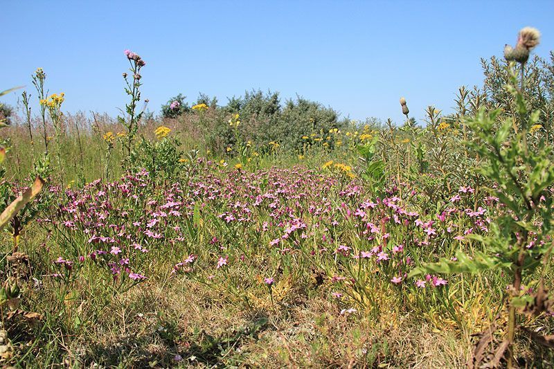 Duizendguldenkruid (foto: Roeland Vermeulen)