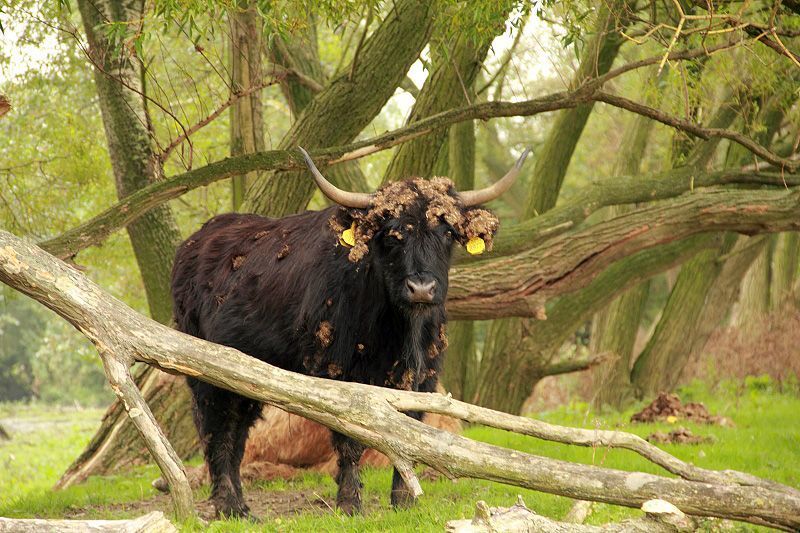 Schotse Hooglander met klissen op de kop (foto: Roeland Vermeulen)