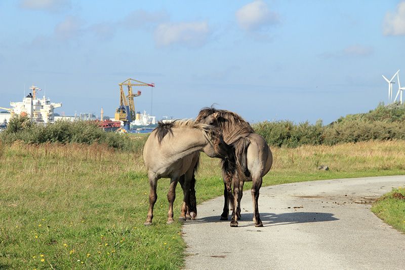 Beide hengsten in betere tijden, even de krachtsverhoudingen bevestigen (foto: Roeland Vermeulen)