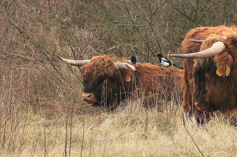 Eksters op de rug van een Schotse Hooglander stier (foto: FREE Nature)