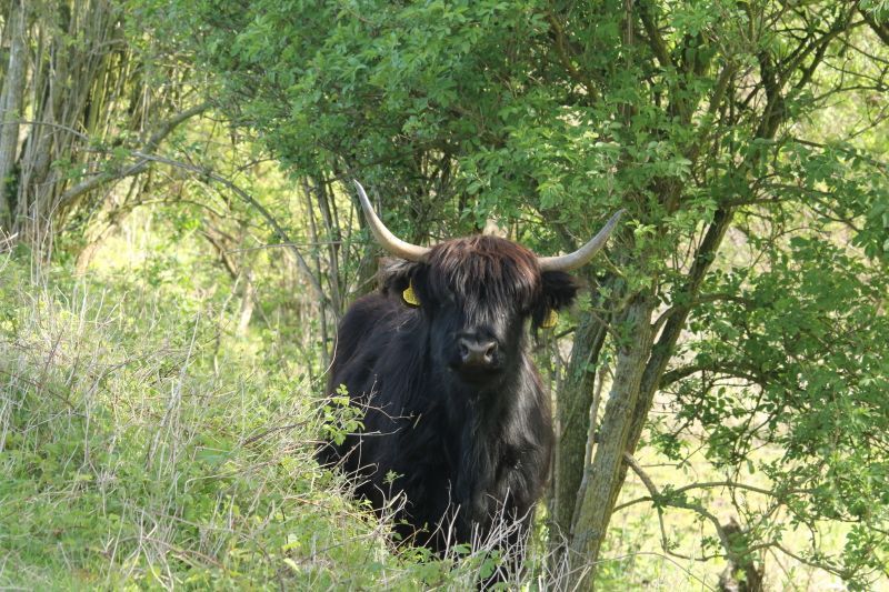 Zwarte Schotse Hooglander (foto: Roeland Vermeulen)