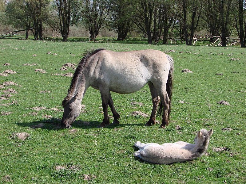 Nieuw veulen op de Landtong Rozenburg (foto: Wim Prins)