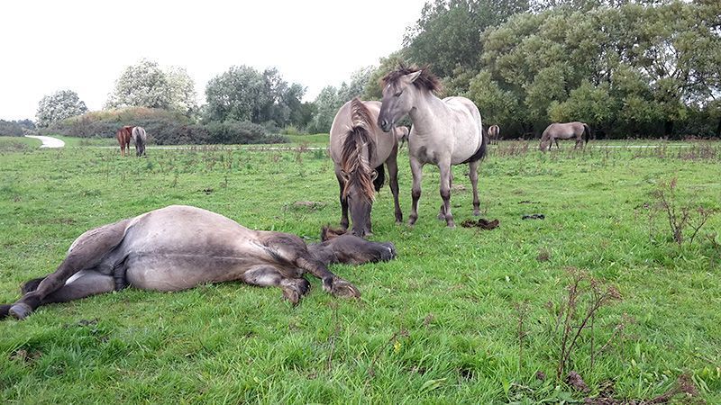 Na het afscheid vertrekken de dieren één voor één (foto: Tanja de Bode)