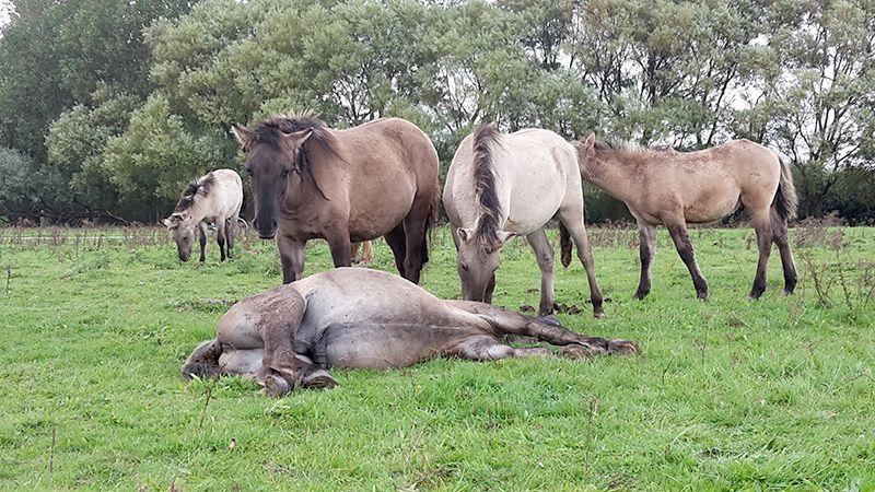 De kudde neemt afscheid van haar leidhengst (foto: Tanja de Bode)