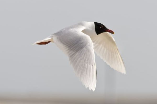 Zwartkopmeeuw (foto: Saxifraga-Luc Hoogenstein)