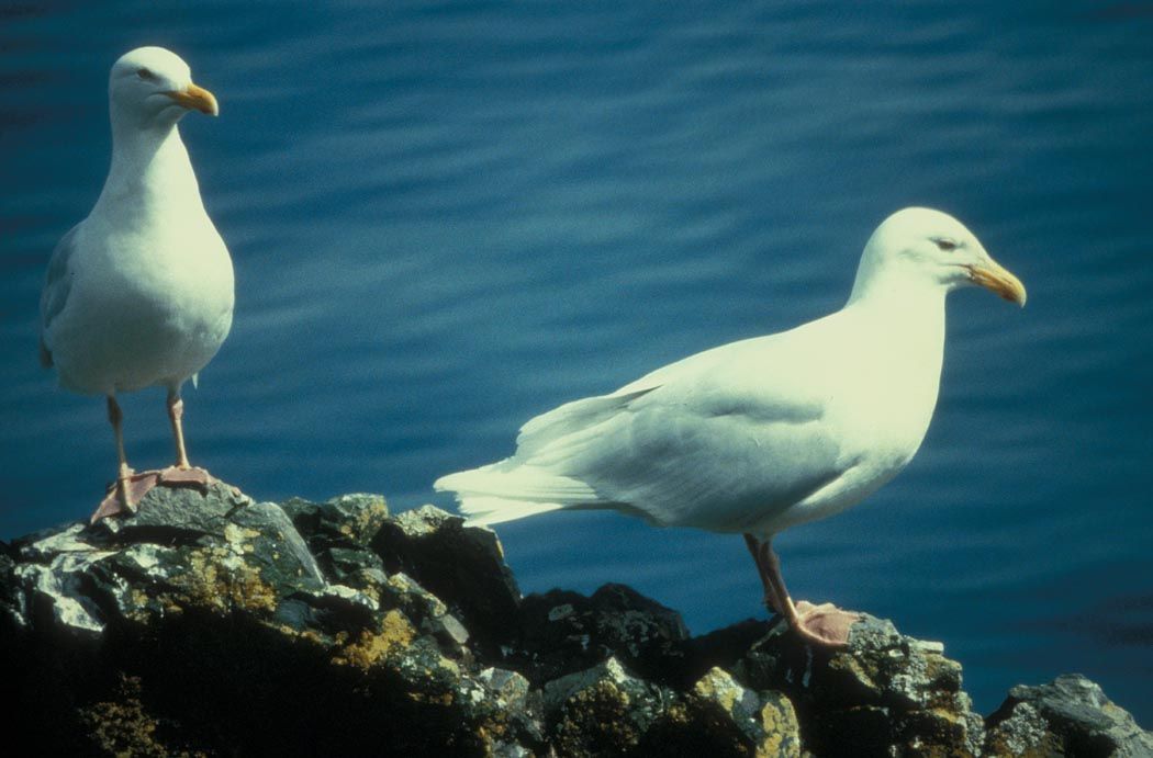 Grote burgemeester (foto: United States Fish and Wildlife Service)