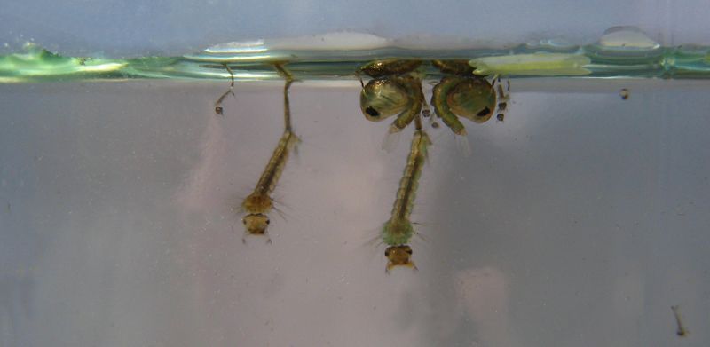 De larven van de Gewone steekmug ondervinden meer schade door de aanwezigheid van neonicotinoïden wanneer er competitie om voedsel is. (Foto: Luk De Meyer)