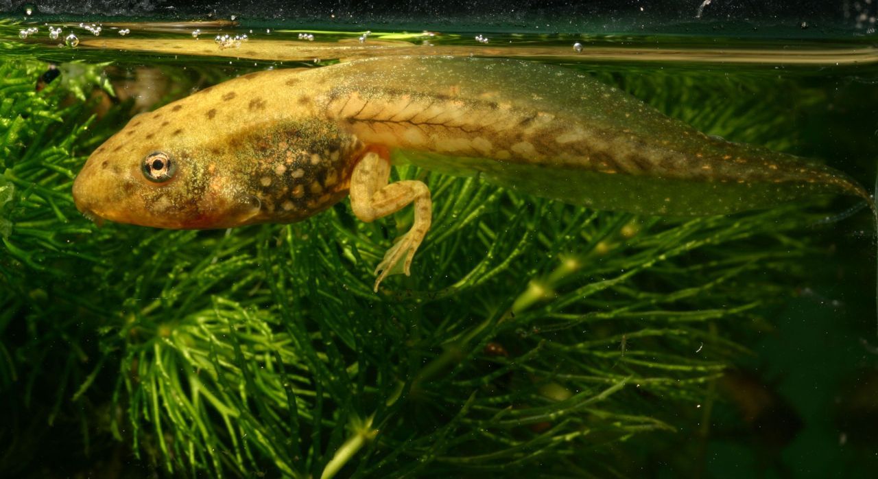 Larve groene kikker: de achterpoten zijn er al, de voorpoten komen eraan (foto: Ben Geutskens)