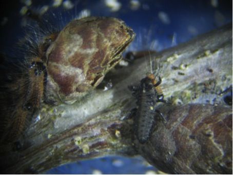 Larve tweestippelig lieveheersbeestje eet jonge eikenprocessierups (foto: Silvia Hellingman)