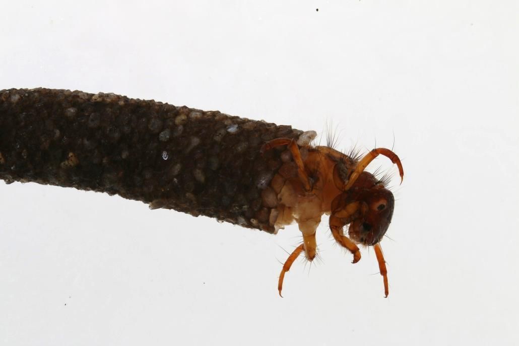 Larve van de kokerjuffer Lepidostoma basale (foto: Dorine Dekkers)