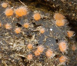 Lasiobolus macrotrichus (foto: Eline Vis)