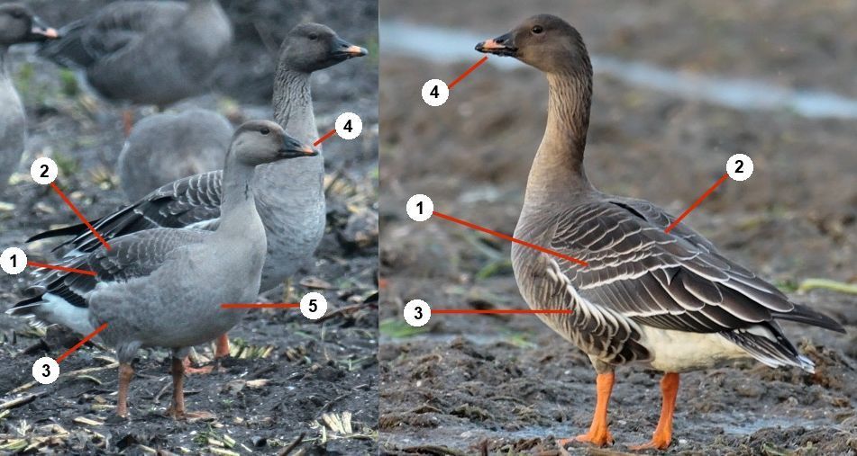 Links: een jonge, rechts een volwassen toendrarietgans (foto: Fred Visscher; bew. Albert de Jong)