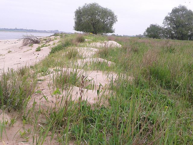 Rivierduin in de Leeuwense waard (foto: Chris Braat)