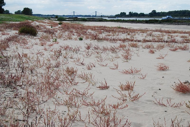Zand rukt op in de Leeuwense Waard (foto: Chris Braat)