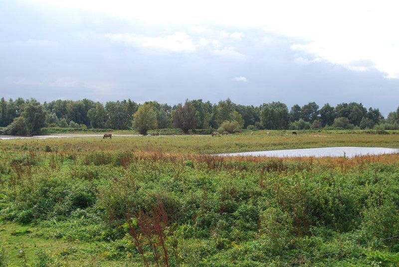 In de Leeuwense Waard graast onder andere een kudde koniks (foto: Chris Braat)