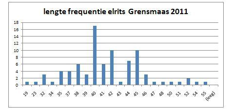 Grafiek lengteverdeling elrits. Op de x-as staan de verschillende lengtes in millimeter, op de Y-as staat het aantal individuen dat gevangen is per lengte (bron: RAVON)