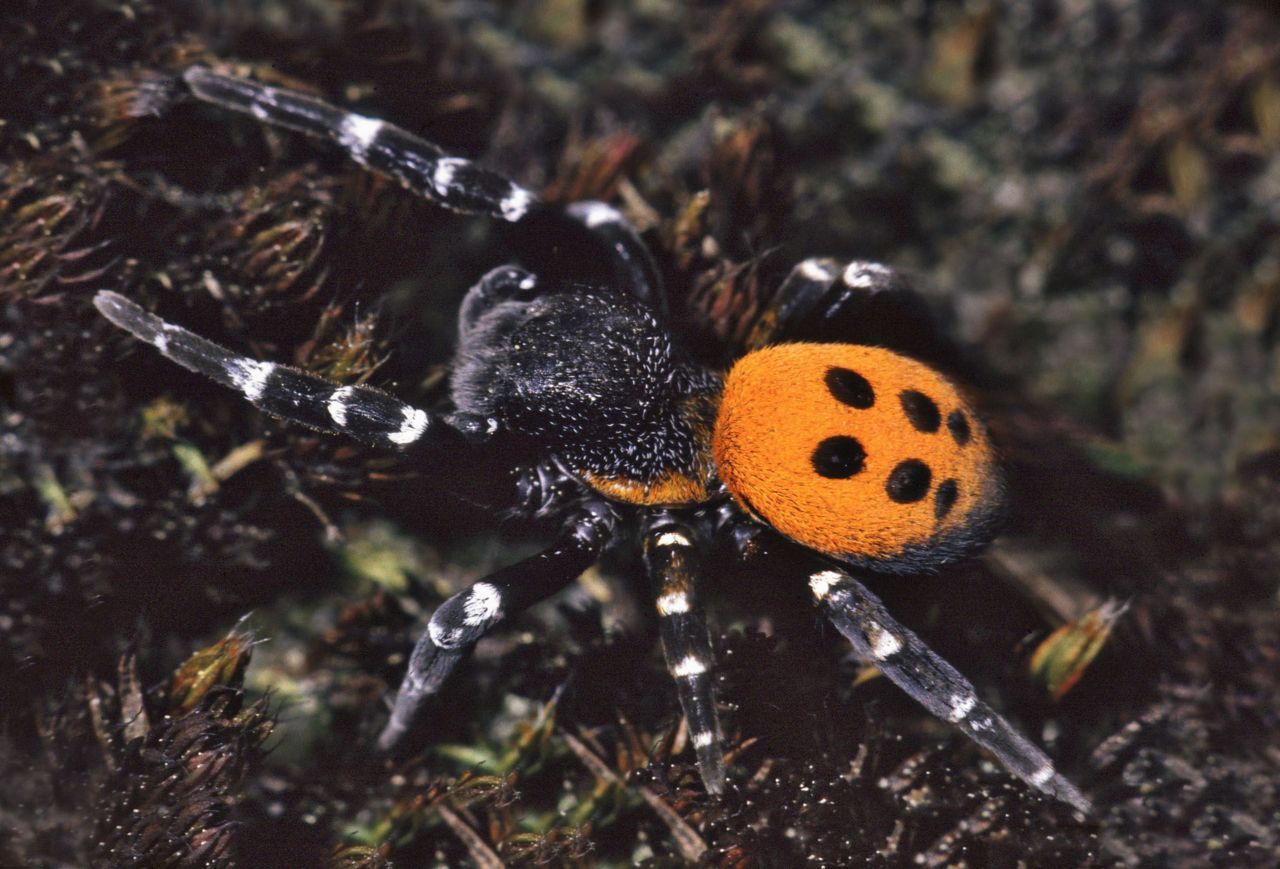 Van de koepelspinnen komt er één soort voor in ons land, de Lentevuurspin (foto: René Krekels)