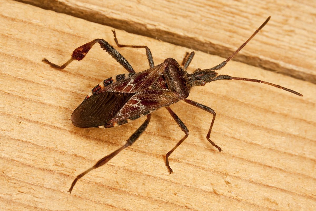 Bladpootwants Leptoglossus occidentalis (foto: Theodoor Heijerman)