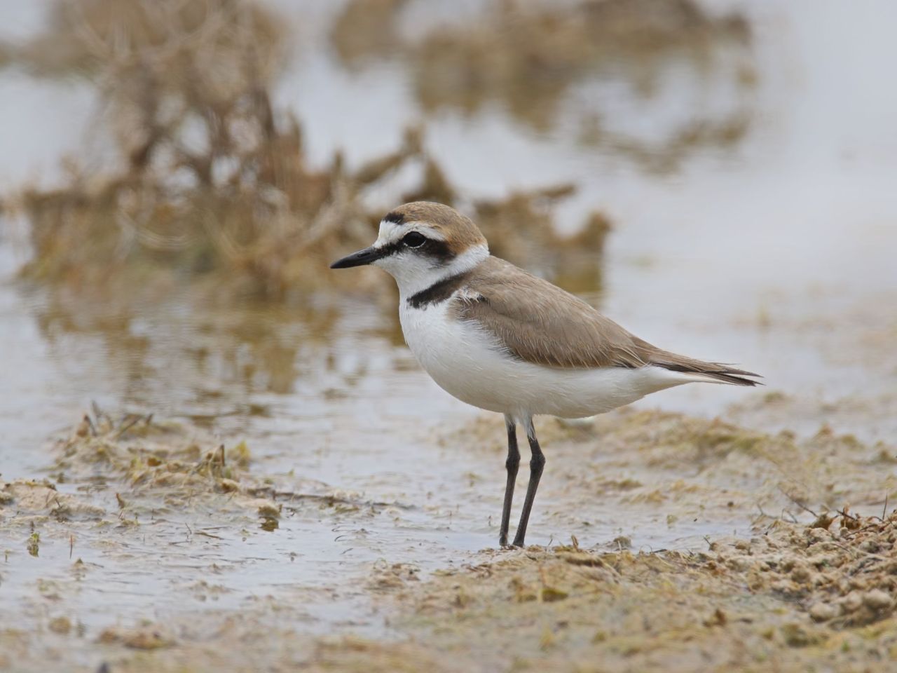 De zwanenzang van de Kust: net als Tapuit en Kuifleeuwerik, maakt ook de Strandplevier zich op om de Kust als broedvogel te verlaten (foto: Raymond De Smet).