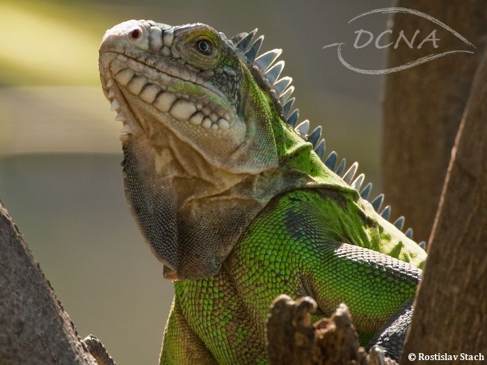 Lesser Antilian Iguana (foto: Rostislav Stach)