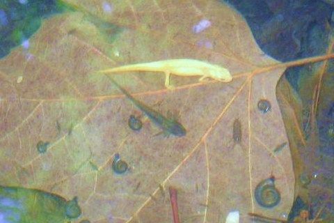 Witte (leucistische) kleine watersalamander en salamanderlarve Keizer Karel Plein Nijmegen (foto: Jackelien de Vries en Marc Luijten)