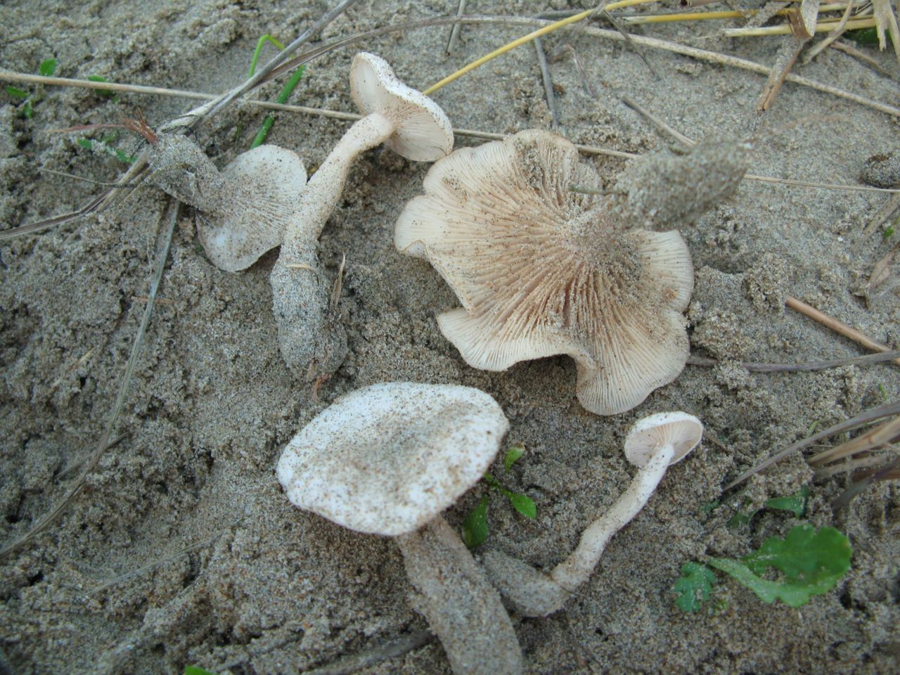 Dikhoed Leucopaxillus paradoxus (foto: Martijn Oud)