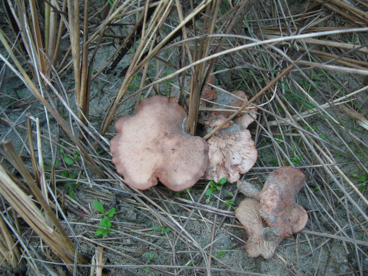 Dikhoed Leucopaxillus paradoxus (foto: Martijn Oud)