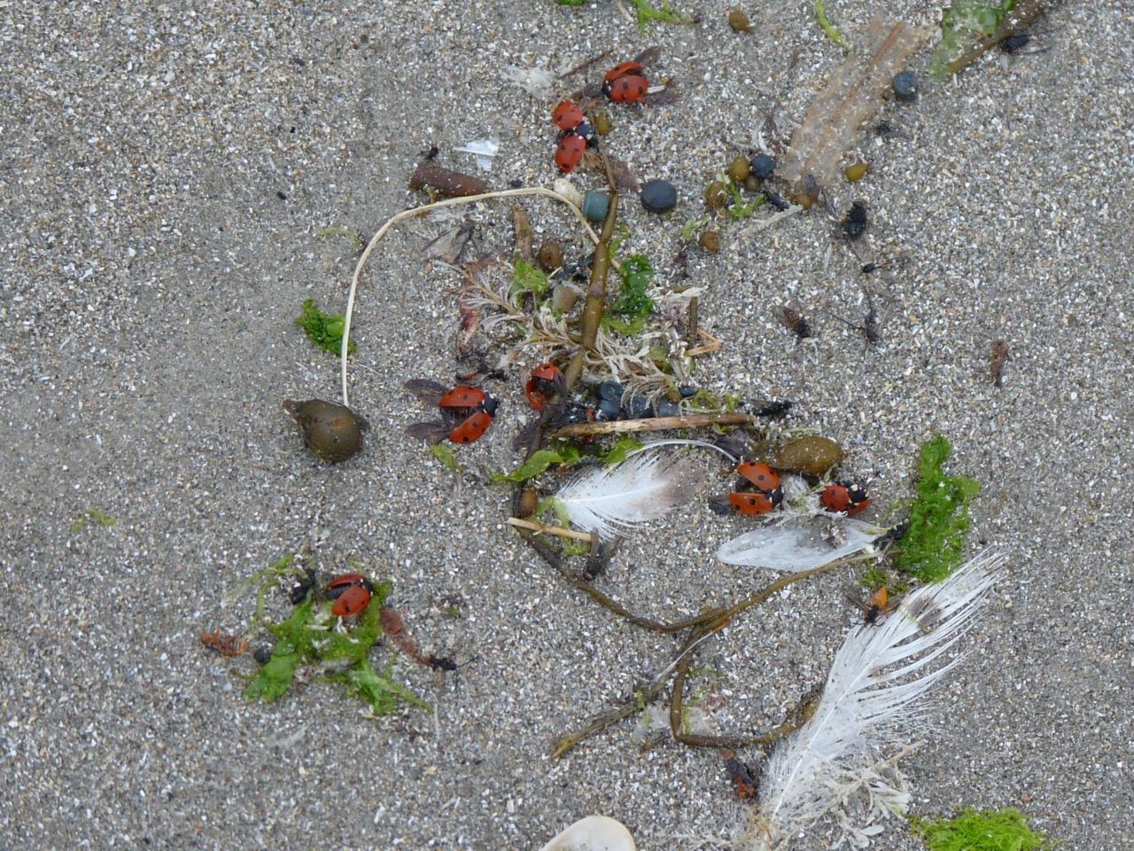 Op 29 mei spoelden vele lieveheersbeestjes aan op het strand van De Panne (foto: Luc Platteau)