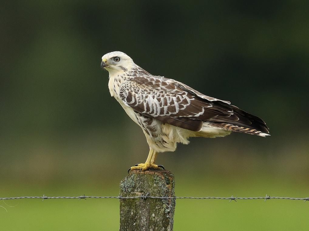 Licht gekleurde mannetjes zijn, in tegenstelling tot licht gekleurde vrouwtjes, agressiever ten opzichte van predatoren (foto: Raymond De Smet)