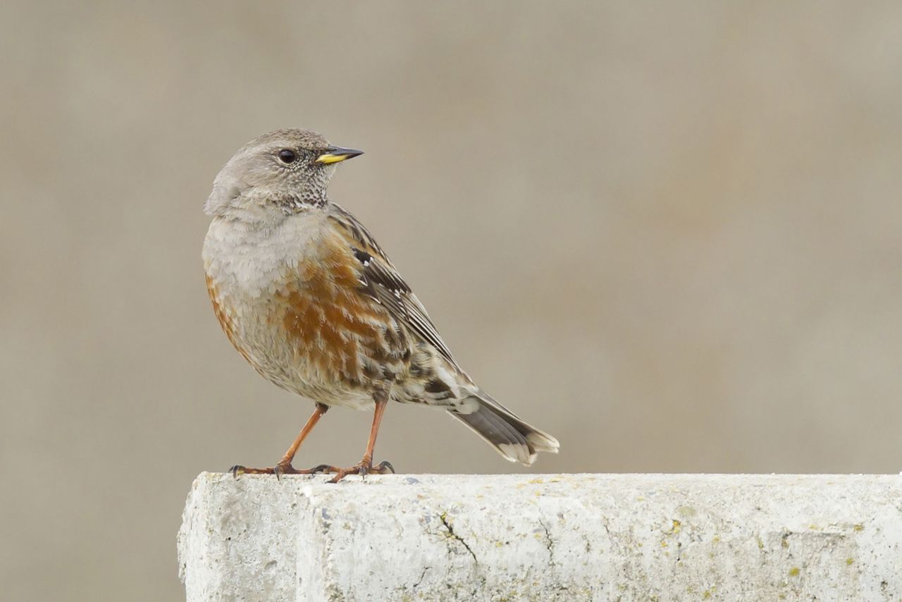 Ook deze Alpenheggenmus bezorgde veel vogelaars eerder deze week al een waar ’ornigasme’ (foto: Filip De Ruwe)