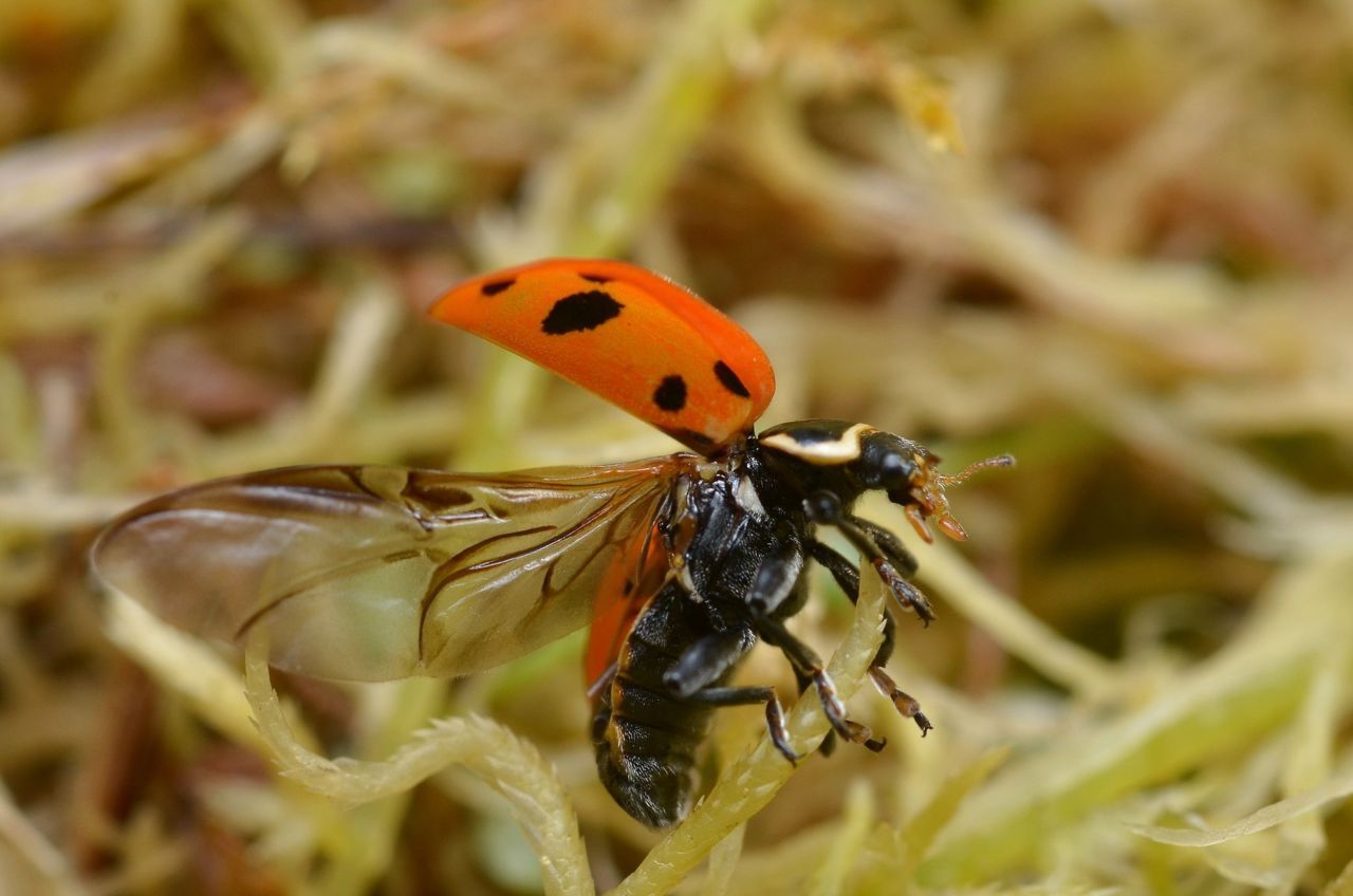 Om een verder achteruitgang van de lieveheersbeestjes tegen te gaan moeten gericht maatregelen genomen worden, zoals de bescherming van hun habitats (Foto: Gilles Sanmartin)