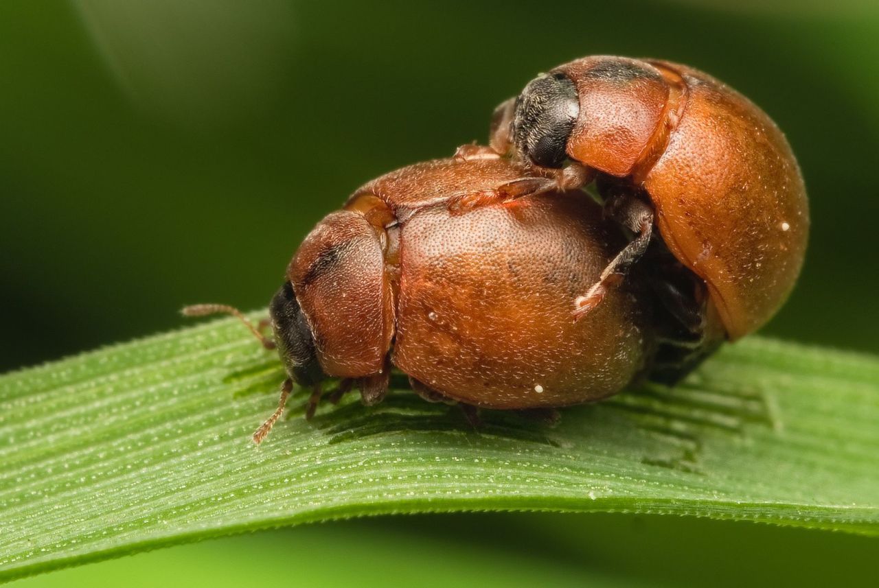 Maar liefst een derde van de inheemse lieveheersbeestjes die in Vlaanderen voorkomen zijn zeldzaam (Foto: Gilles Sanmartin)