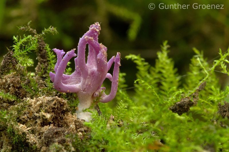 In Bos t’Ename stond dit Lila koraaltje op 18 september te pronken, en dat in tijden van droogte (Foto: Gunther Groenez)