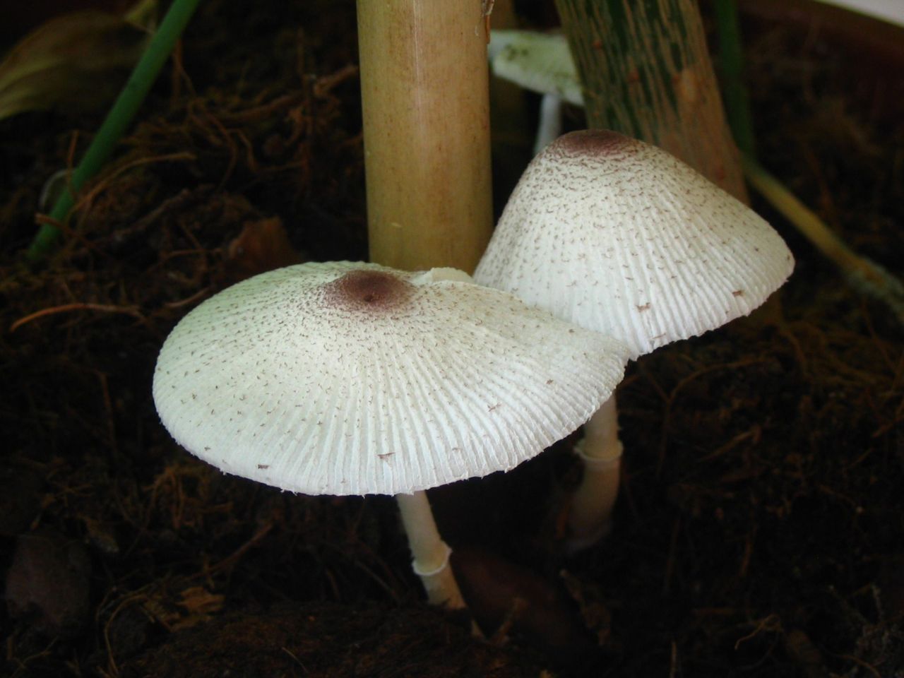 Lilakorrelige parasolzwammetjes (foto: Martijn Oud)