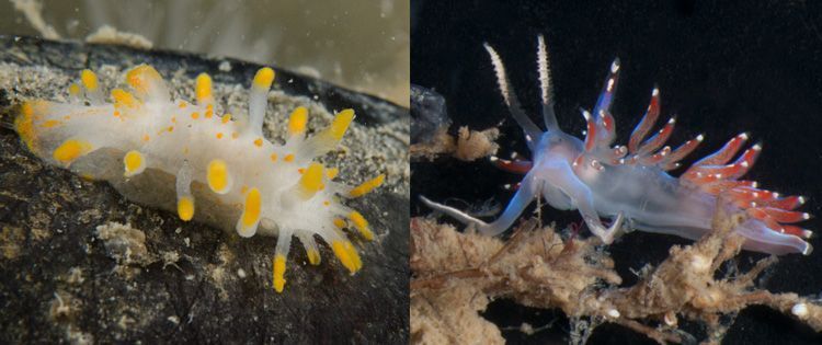 Links: Wrattig mosdierslakje en rechts: Gekroonde ringsprietslak (foto’s: Peter H. van Bragt)