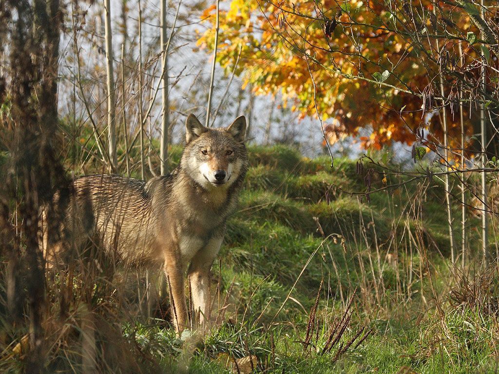 Wolf in Limbourg in 2009 (foto: Leo Linnartz)
