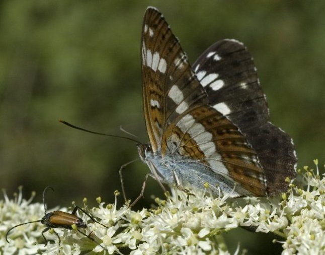 Kleine ijsvogelvlinder (foto: Marijke Verhagen)