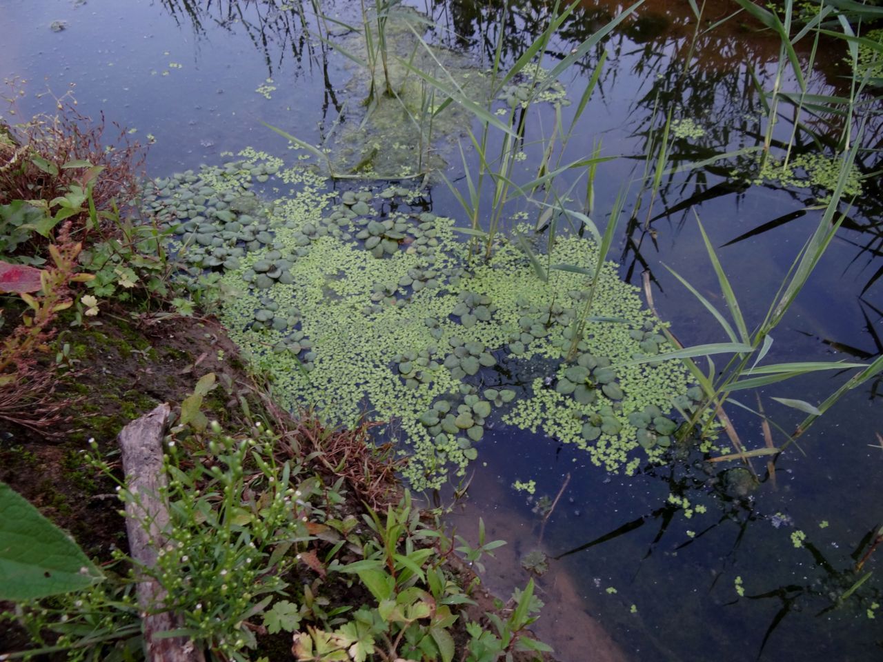 Deze exoot kan het wateroppervlak snel bedekken en zo zuurstof en licht wegnemen met nadelige gevolgen voor het overige waterleven (Foto: Luc Boon)