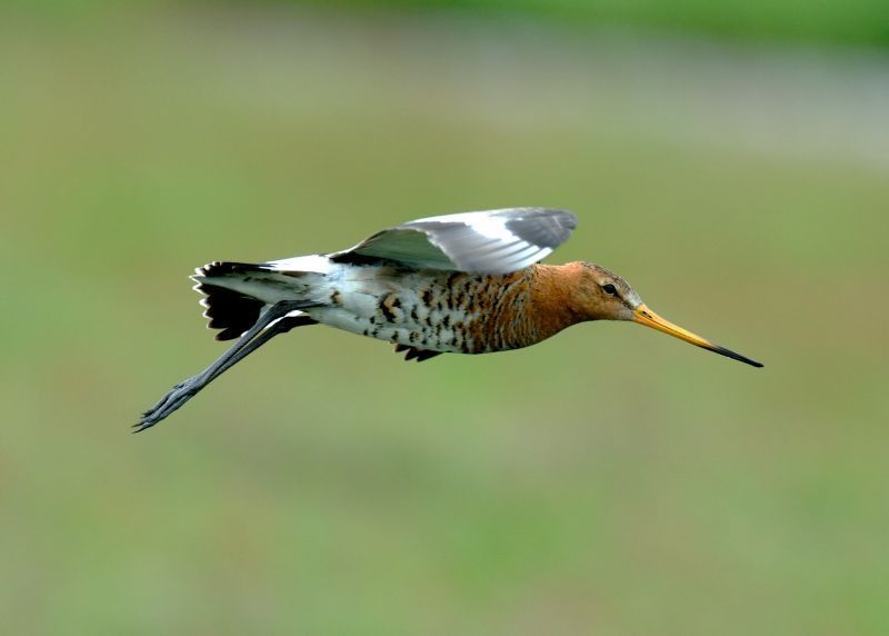 Met grutto’s en andere weidevogels gaat het slecht (foto: Piet Munsterman)