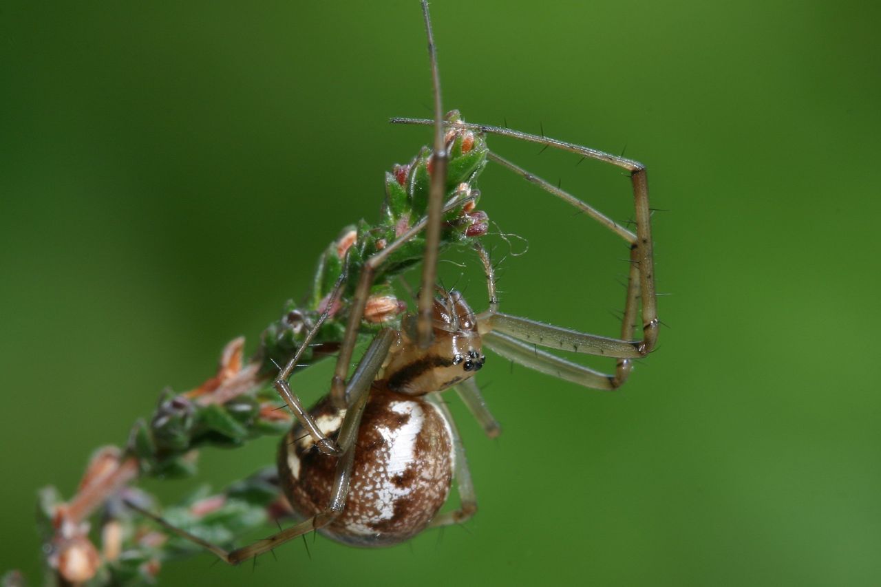 Driehoeksbaldakijnspin (foto: Jinze Noordijk)