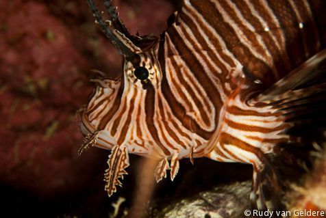 The invasive Indo-Pacific Lionfish  (photo: Rudy van Geldere)