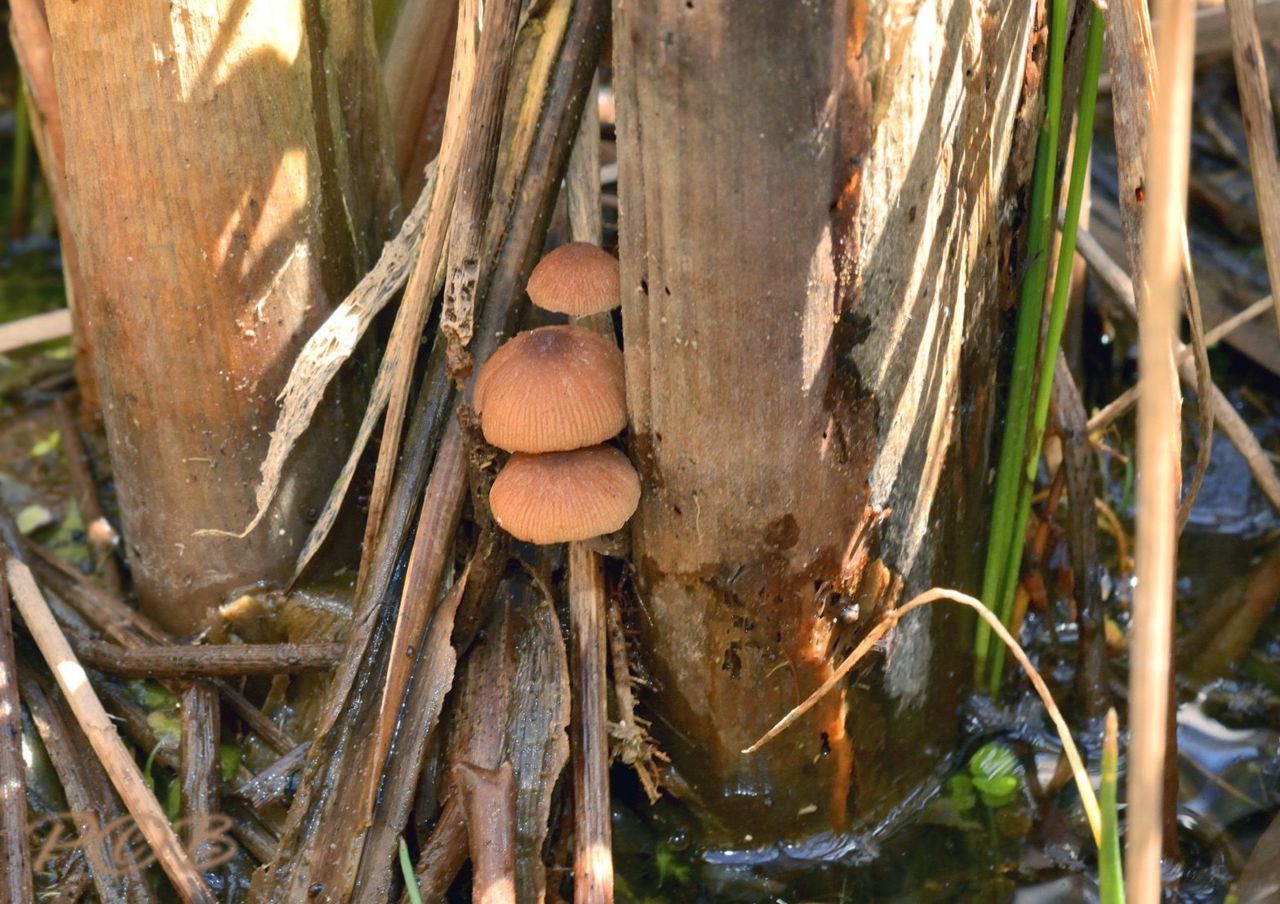 Lisdoddefranjehoed (foto: Piet Brouwer)