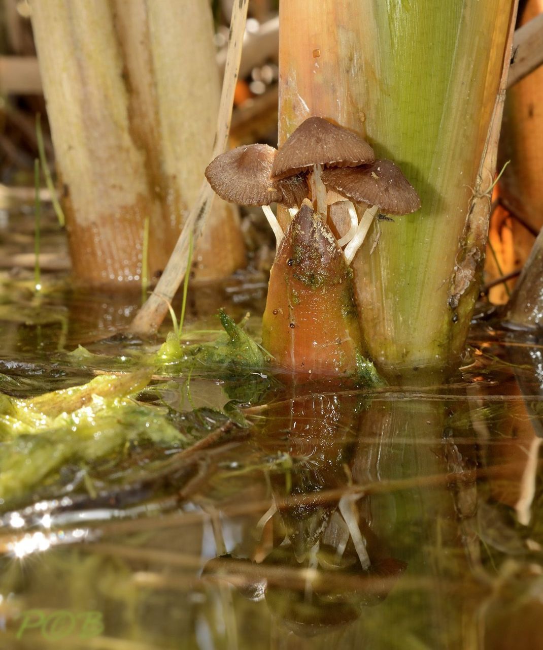 Lisdoddefranjehoed (foto: Piet Brouwer)