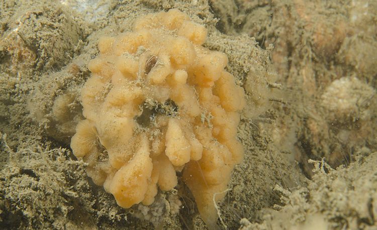 Opmerkelijke massale vestiging van de Lobjesspons in het Grevelingenmeer, 2014 (foto: Peter H van Bragt)