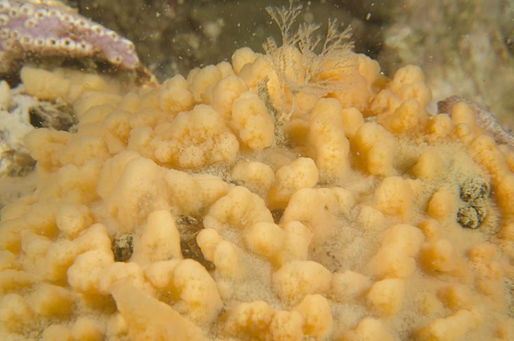 Detailfoto van een Lobjesspons, Grevelingenmeer, 2014 (foto: Peter H van Bragt)